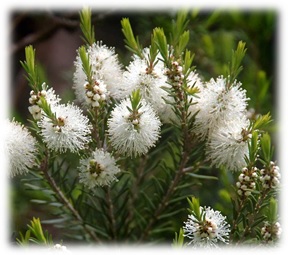 Blog - Melaleuca Alterufolia