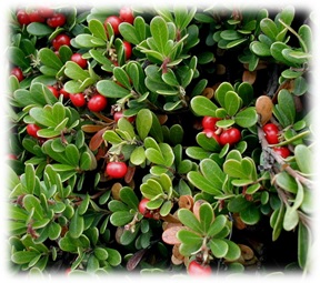 Wintergreen Essential Oil