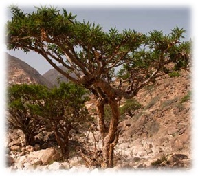 Blog - Frankincense Tree