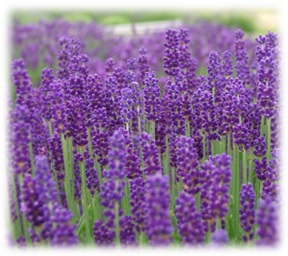 Lavender